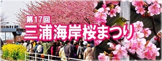 sakuramatsuri.jpg